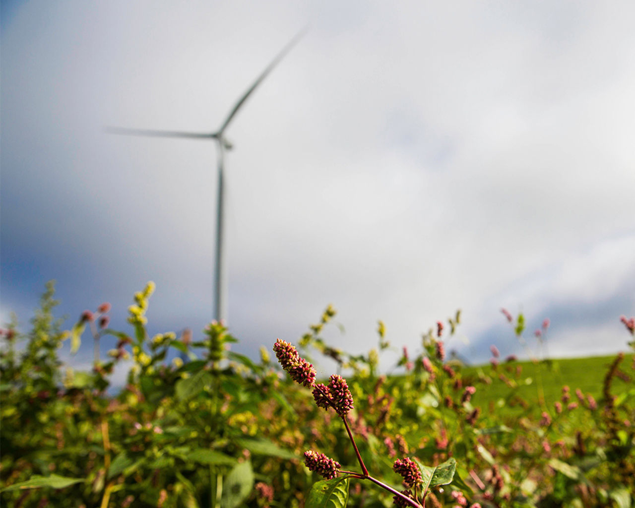 Wind mill