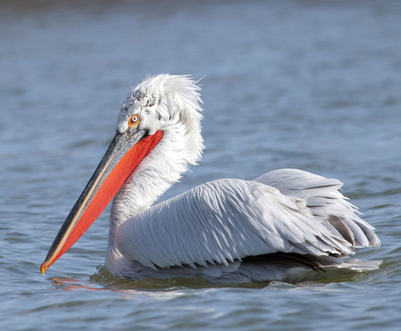 Curly pelican