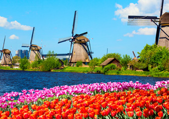 Wind mills behind a field of tulips